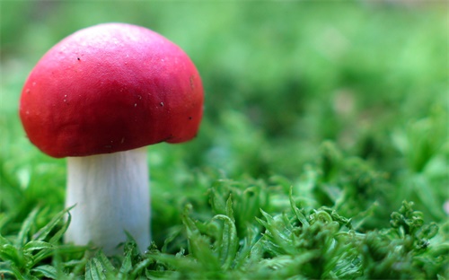 恩施几月份去玩是最佳时间,恩施必玩的五个景点